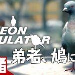 #1【アクション】弟者の「Pigeon Simulator」【2BRO.】