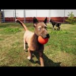 動物保護施設で働いて負傷した犬を助けてあげるゲーム「Animal Shelter」が凄い