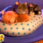 ハムスターを育成して迷路レースに出場させてお金を稼ぐゲーム「 Hamster Playground 」